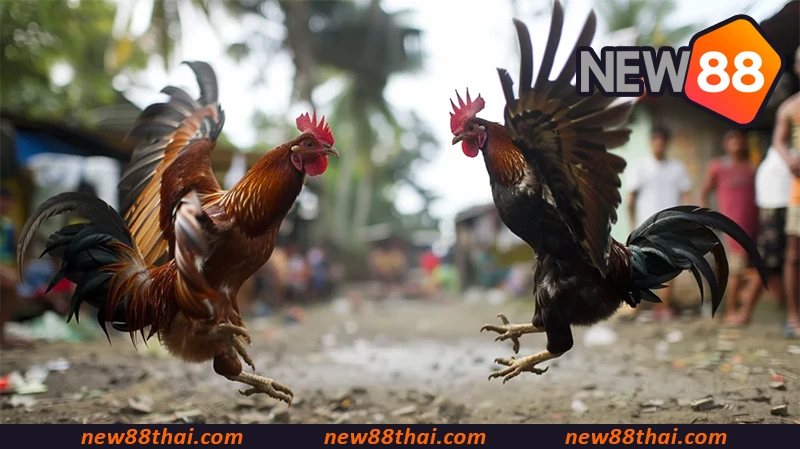 Cockfighting NEW88 - ไก่ชน NEW88