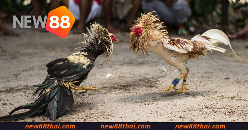 การเดิมพัน Cockfighting NEW88 มอบการแข่งขันครบทุกคู่จากสนามไก่ Thomo, สนามไก่ C1 และอีกมากมาย