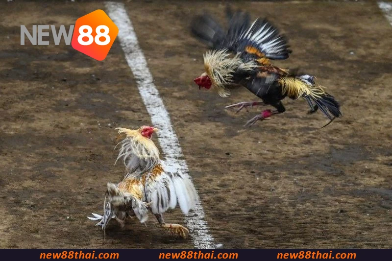 อีสปอร์ต NEW88 คือแหล่งความบันเทิงที่เชื่อถือได้สำหรับการเดิมพันไก่ชนขนคม, ไก่ชนขนเหล็ก